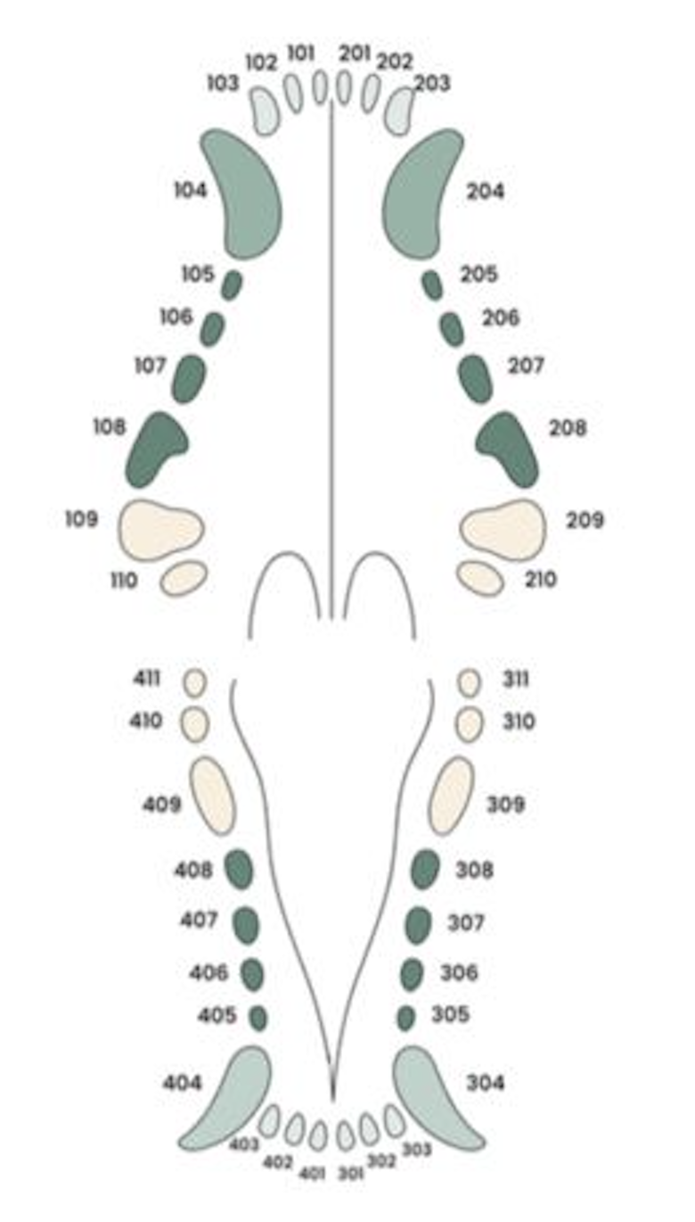 Diagrama Dental
